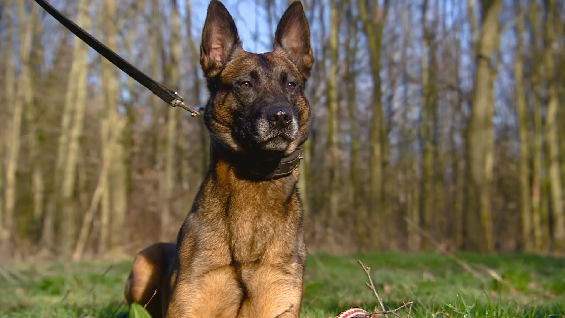 Zoekhonden vonden laatste lichaamsdeel Ichelle: 'Familie kan afscheid nemen, daar doe je het voor'