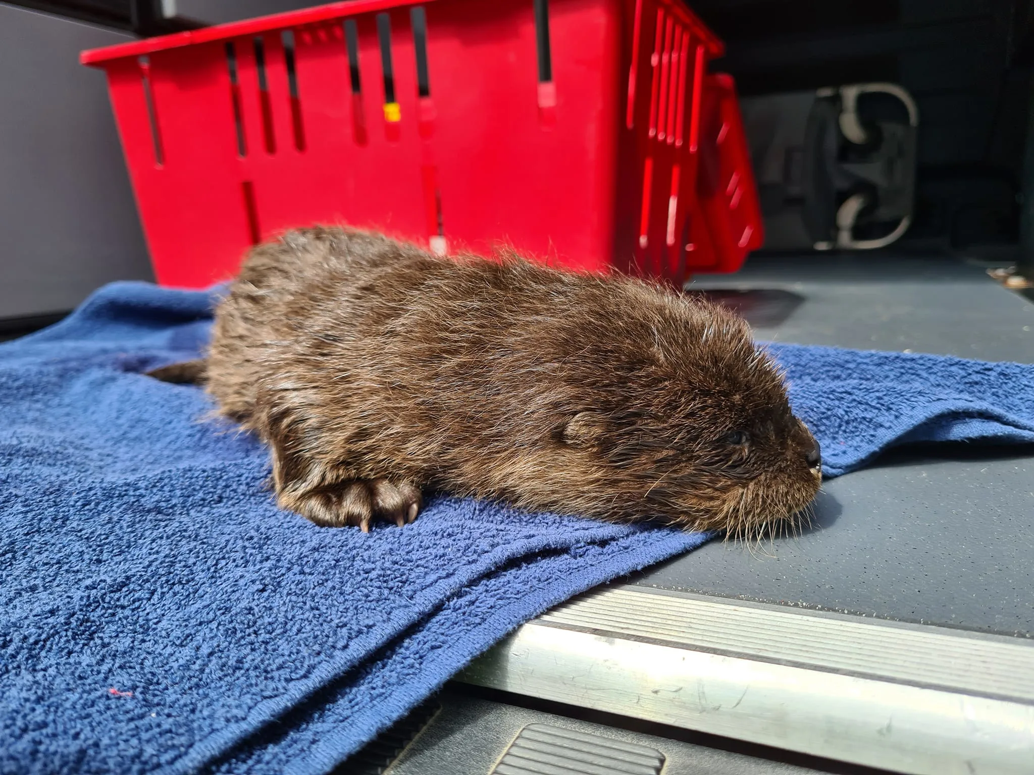 Zwaar onderkoelde otter gered van de dood in Zwolle