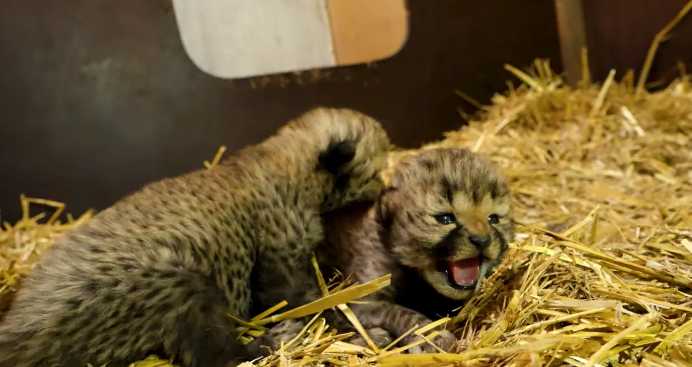 ZIEN: Beekse Bergen verwelkomt twee cheetawelpen in het safaripark