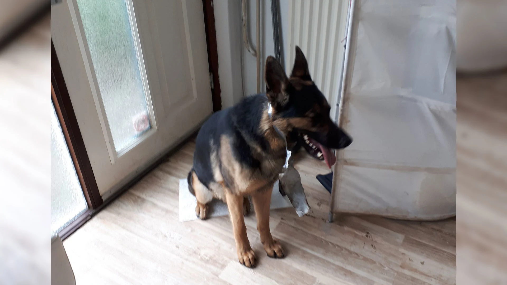 Duitse Herder vastgebonden aan verwarming en snuit dichtgeplakt met ducttape