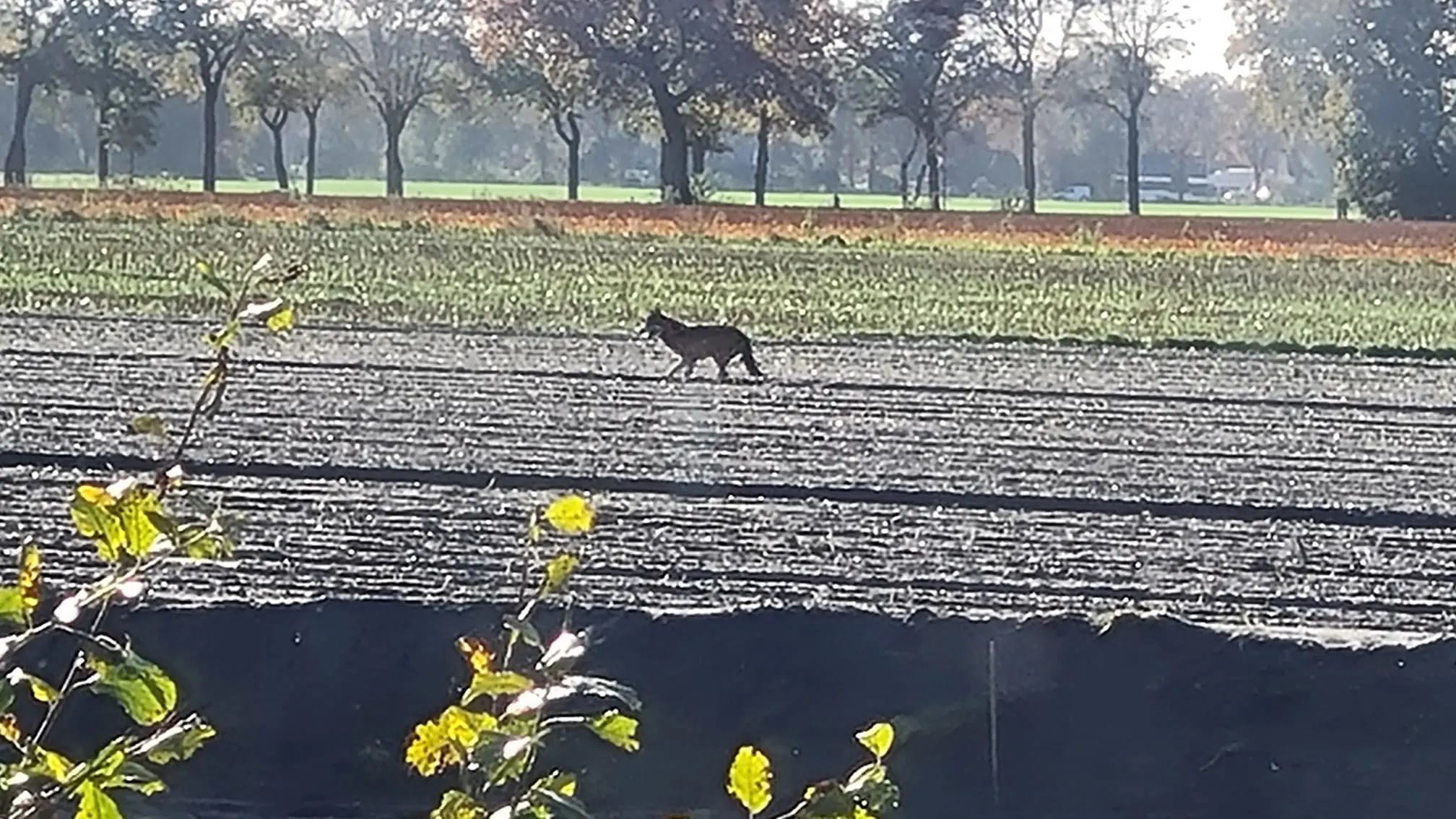 VIDEO: Wolf rent langs groep schoolkinderen in Drenthe