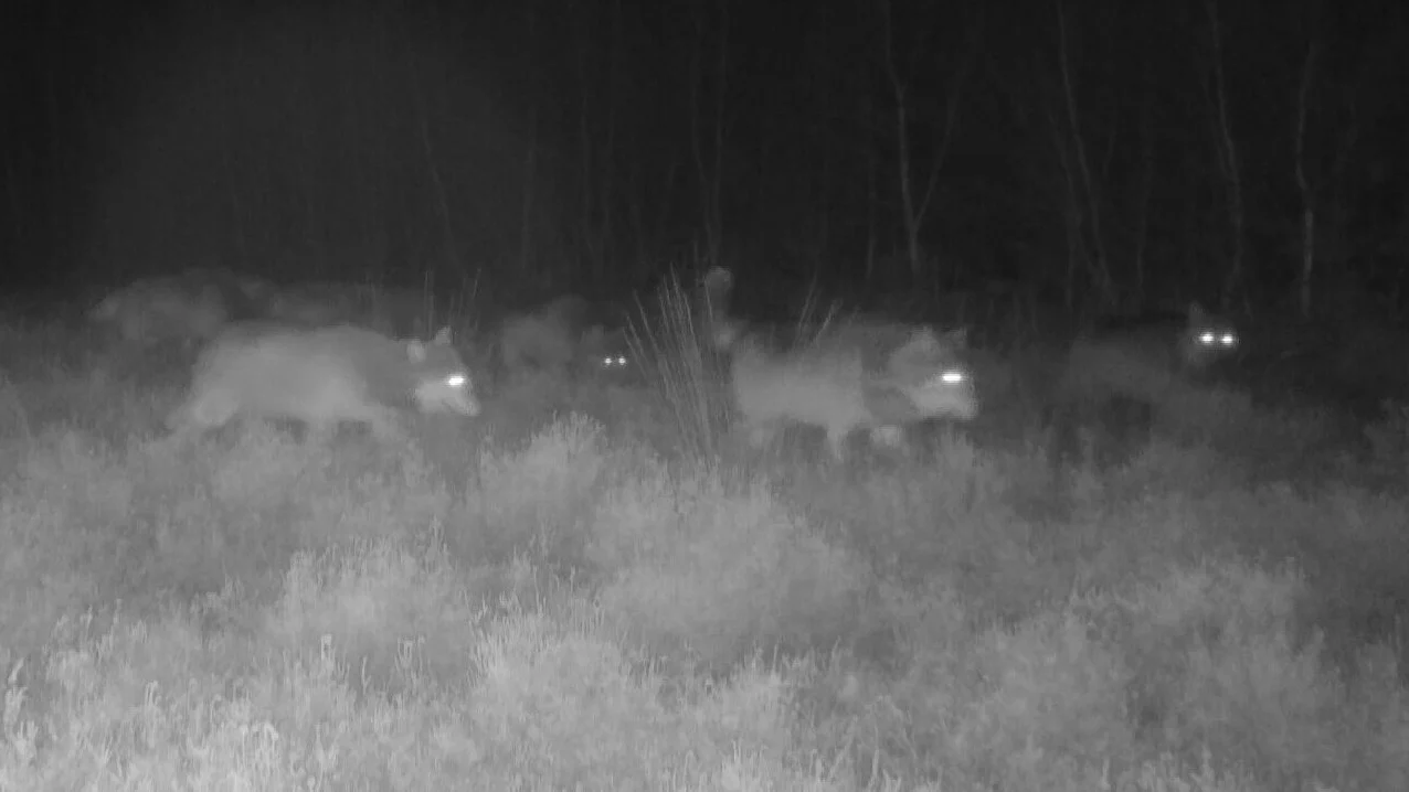 ZIEN: Nog niet eerder zoveel wolven tegelijk gespot in Nederland