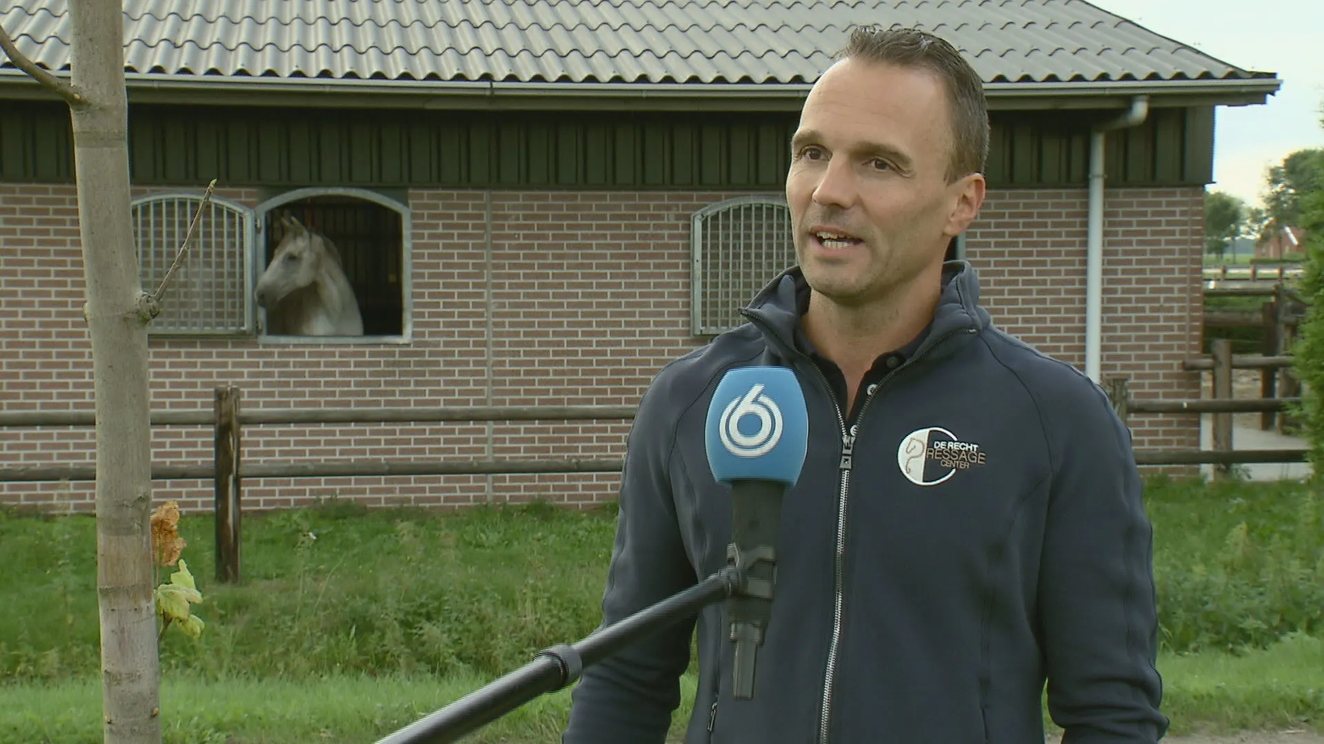 Manegehouders schrikken zich rot: gemeente plant dodelijke bomen bij dressuurpaarden