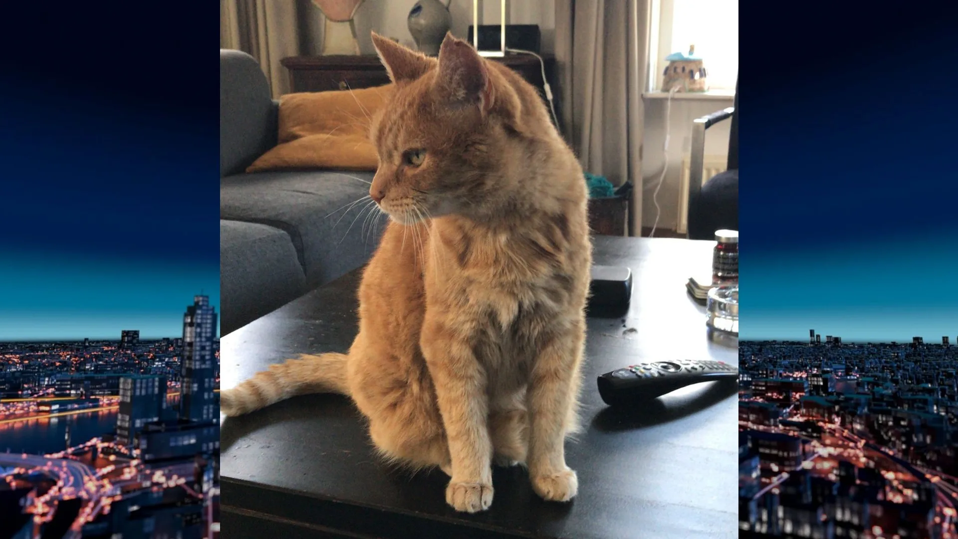 Wie schoot er op familiekat Derk? 'Hij kwam strompelend thuis'