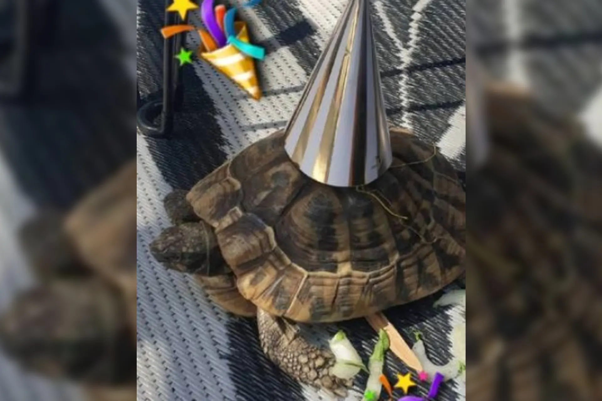 Ontsnapte landschildpad Theo weer thuis: 'Wij zijn ontzettend opgelucht!'