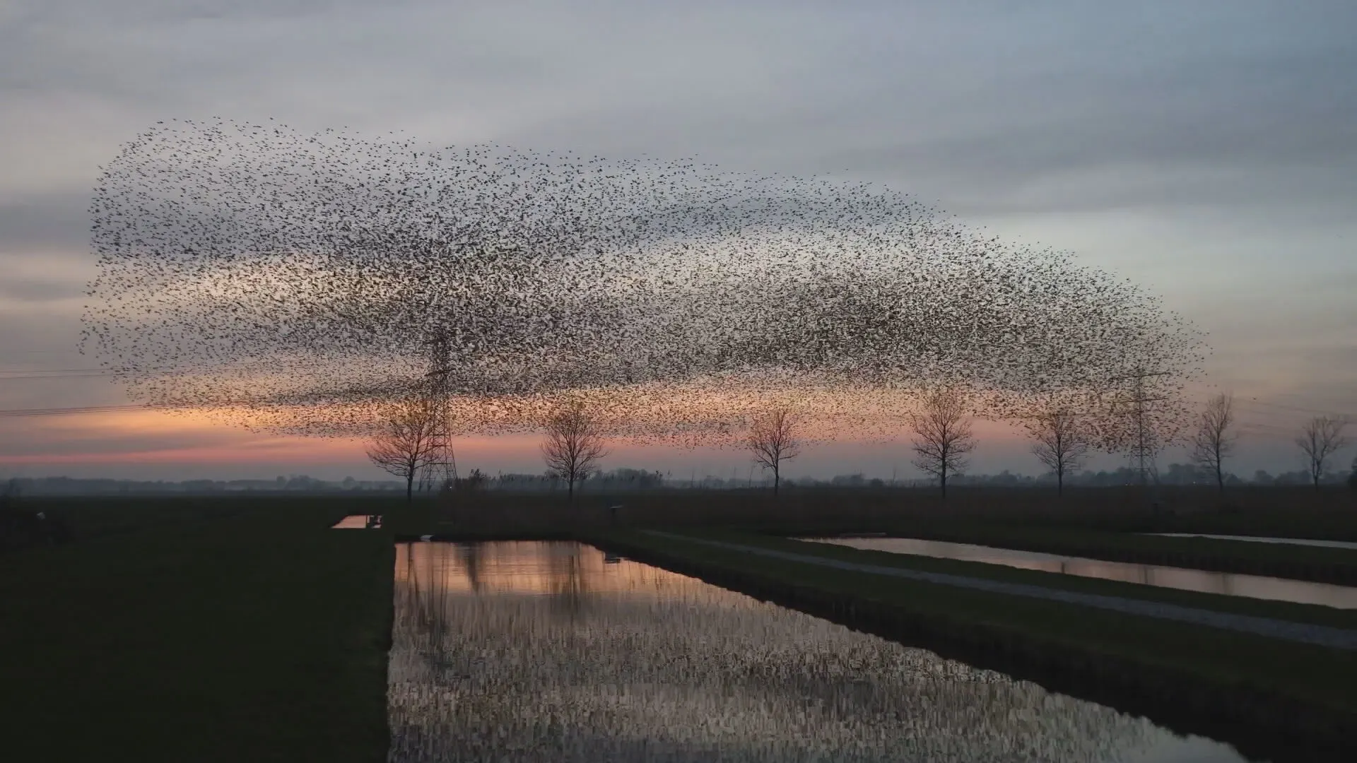 ZIEN: Spreeuwen maken spektakel boven Grou, waarom doen ze dat?