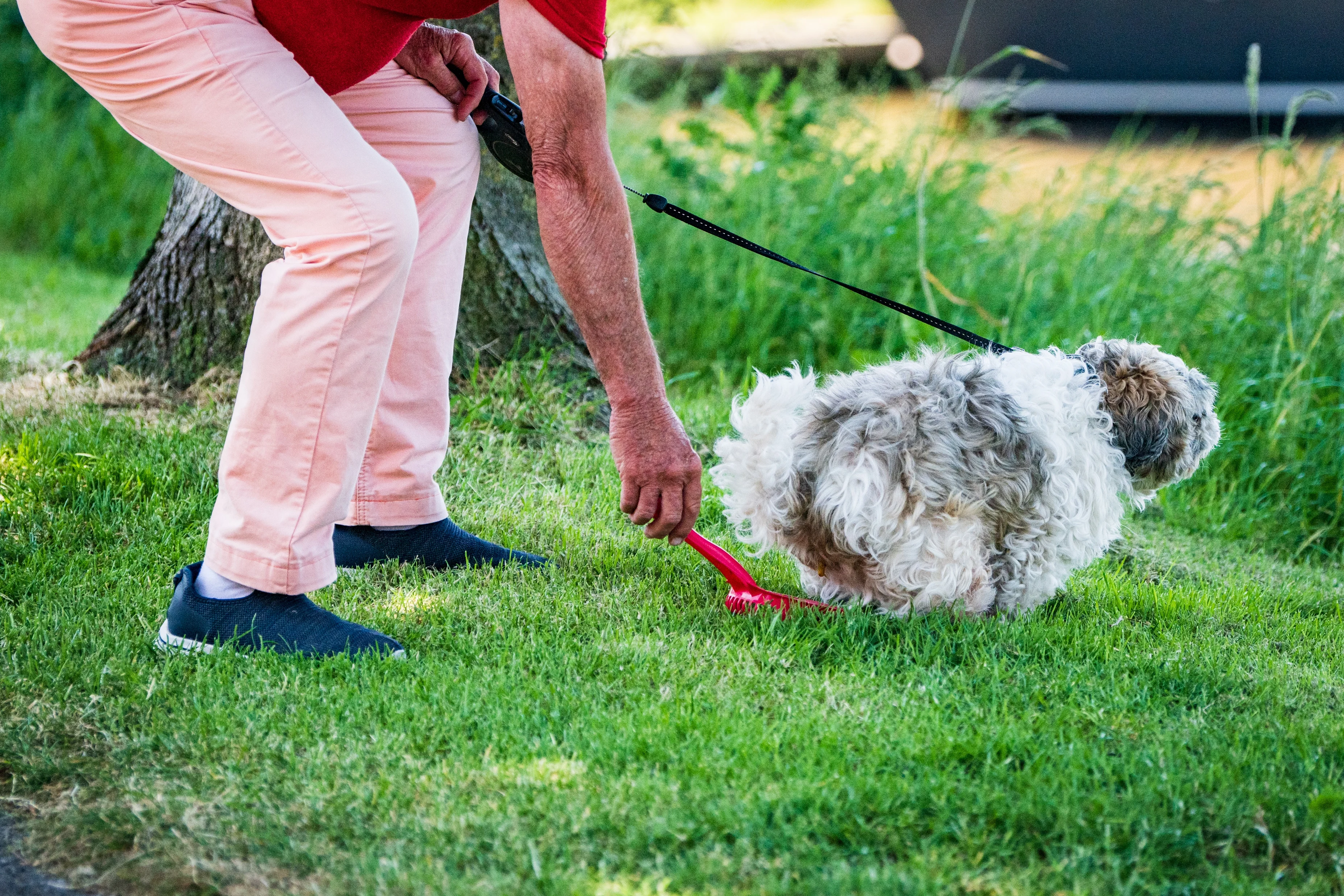 SGP Reimerswaal wil met bijzonder plan van rondslingerende hondendrollen af