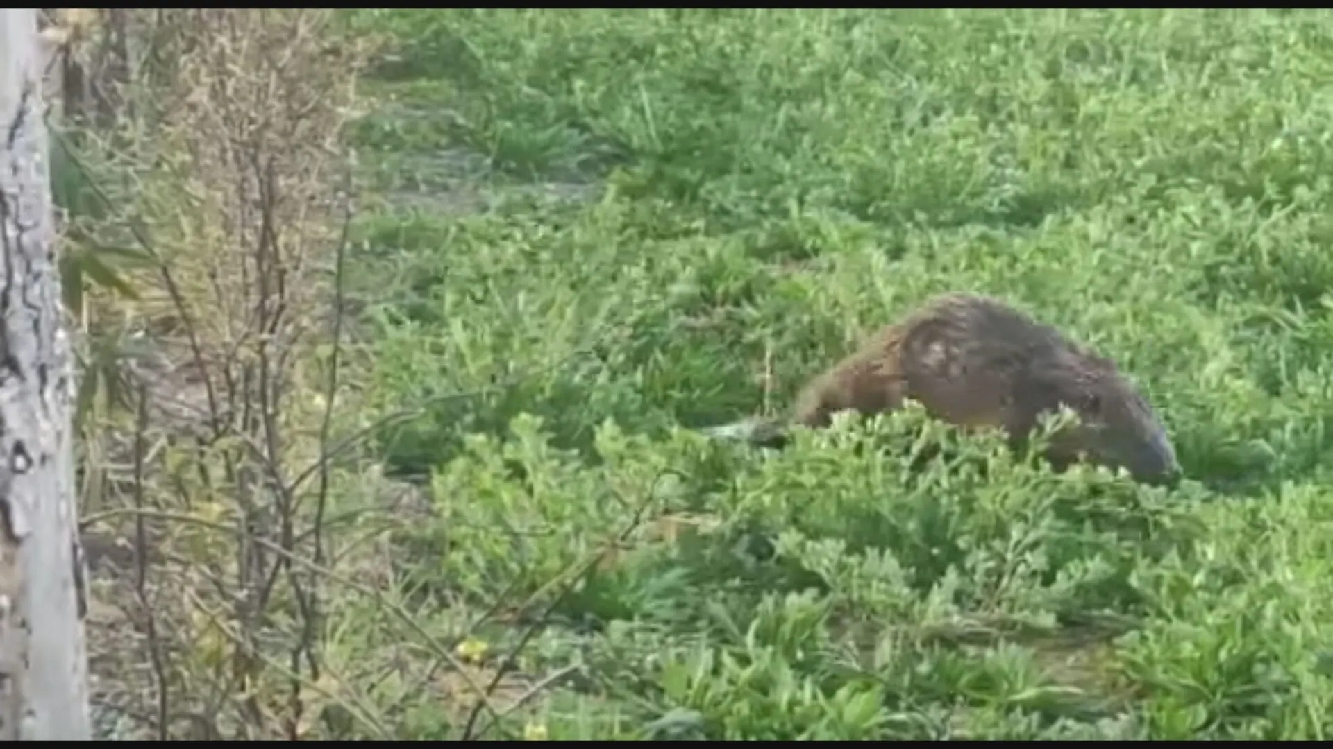 Bever maakt op klaarlichte dag ommetje door woonwijk in Den Bosch
