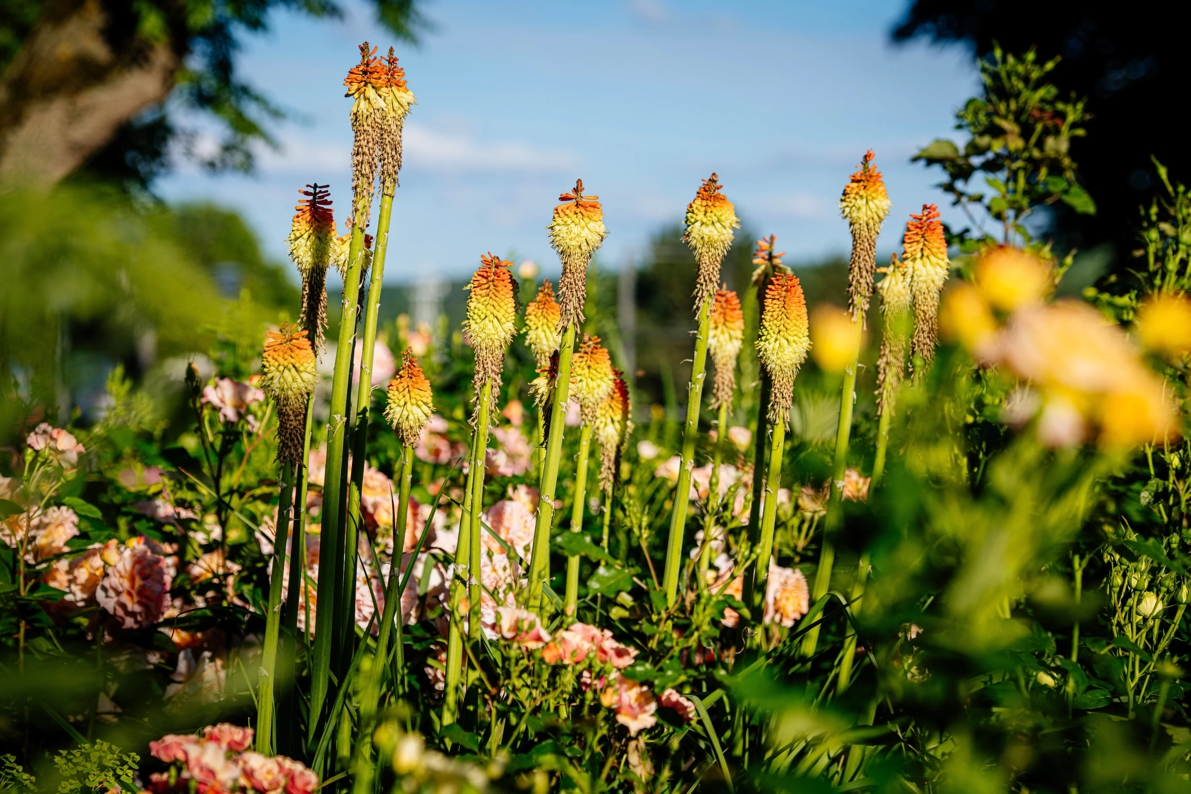 Nog even rustig zomerweer, in het weekend kans op zware onweersbuien