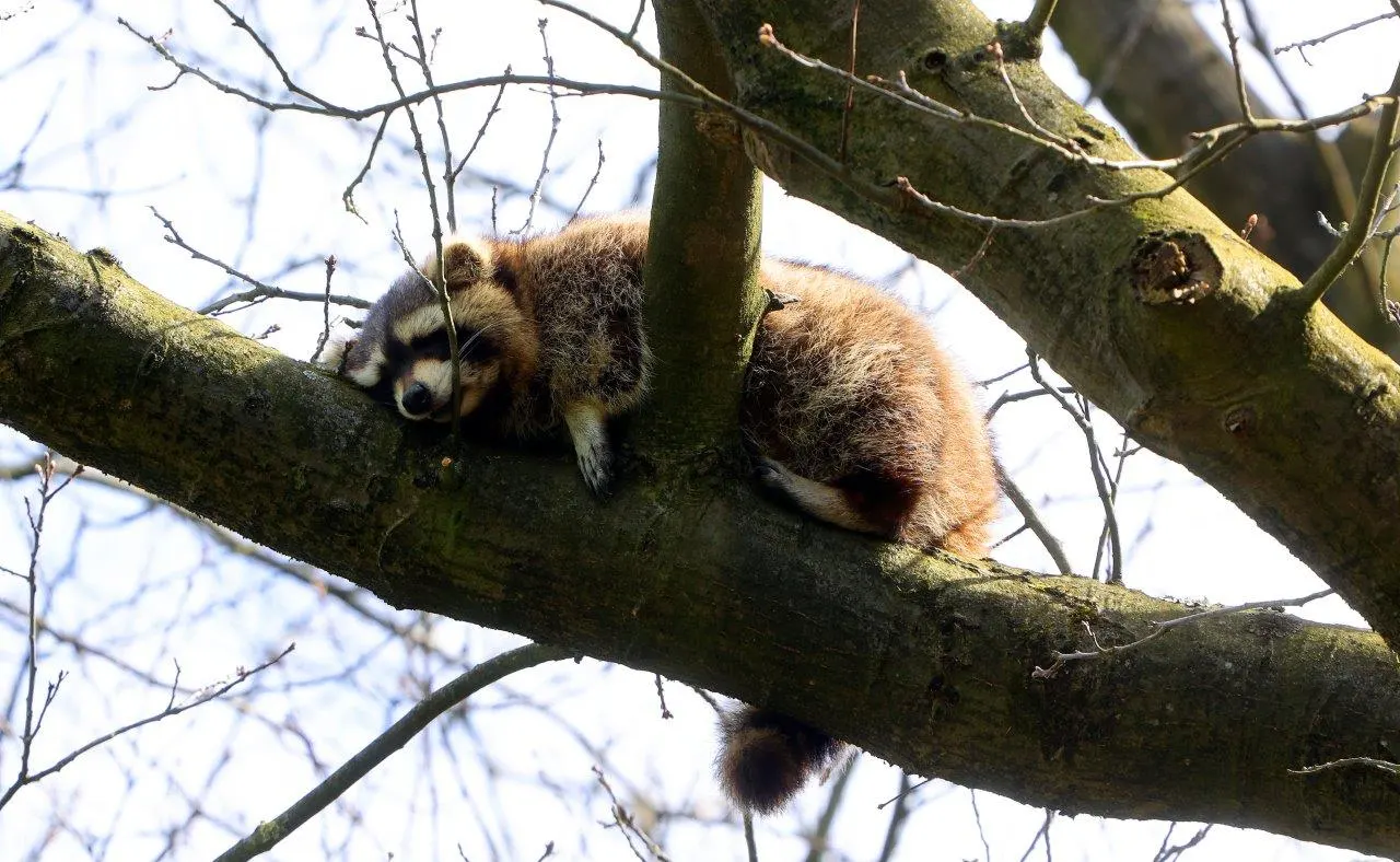 Ook laatste Limburgse wasberen gaan naar stichting AAP: 'Gedijen hier heel goed'