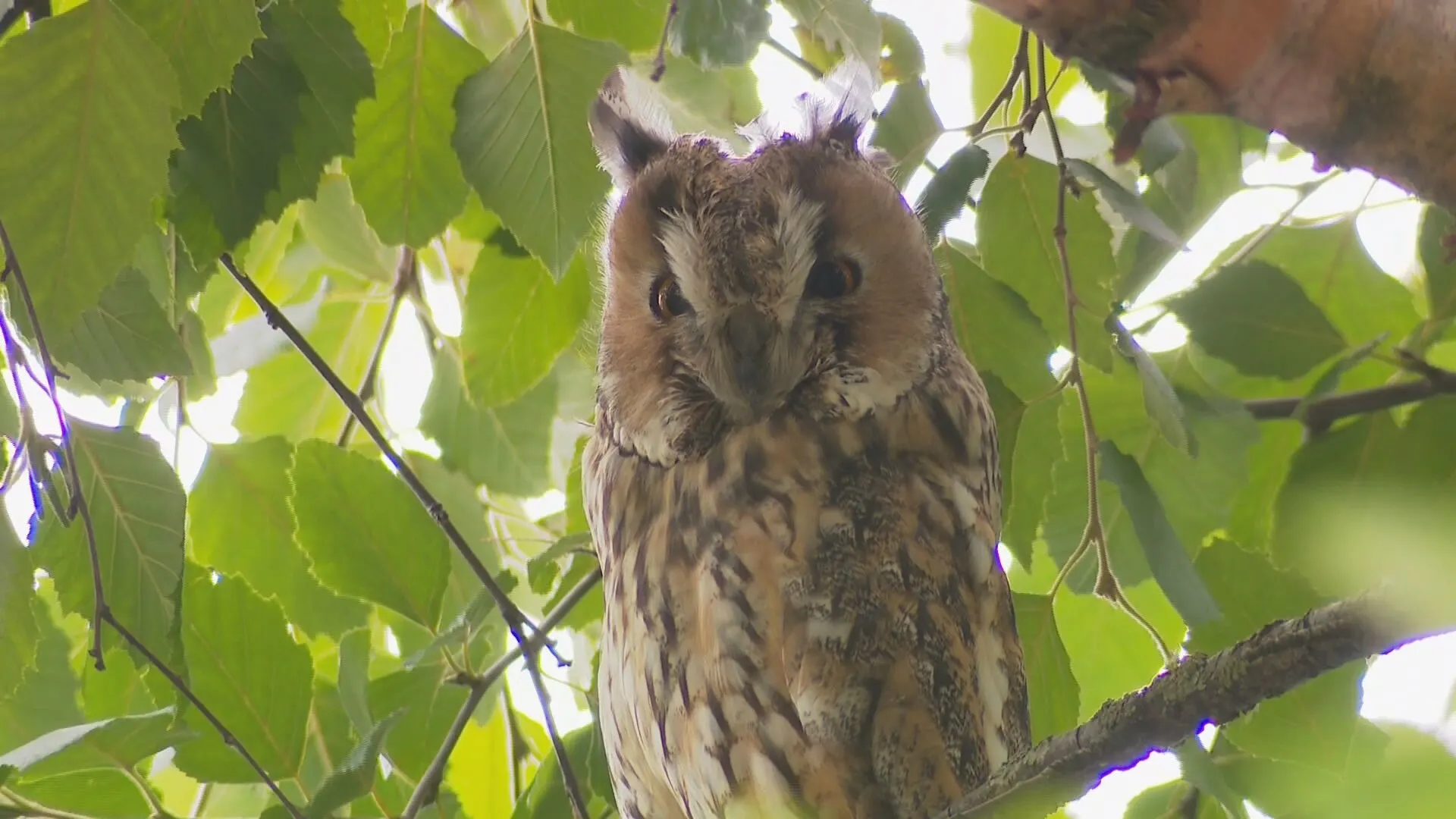 Politie in Lelystad rukt uit vanwege groepje vreemde vogels op zoek naar uil