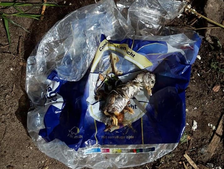 Eendennesten met stenen vernield in Alphen, moedereenden gevlucht