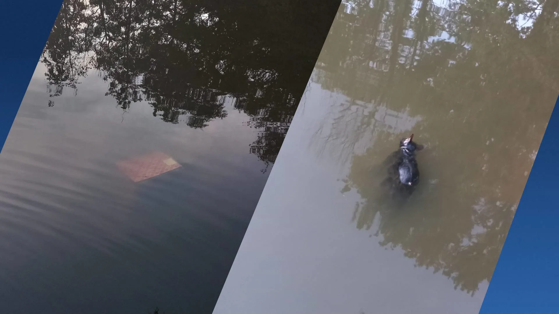 Overleden kat in doos gevonden in water bij Velden