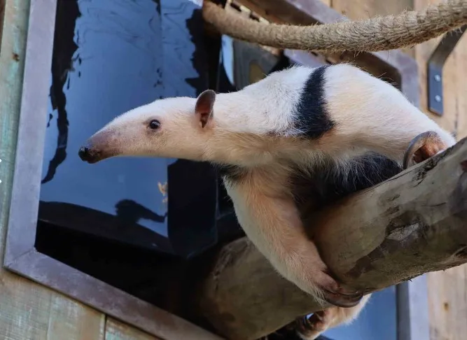Miereneter die ontsnapte uit dierenpark in Eibergen weer terecht