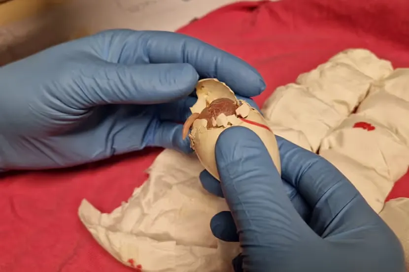 Ruim 250 papegaaieneieren in beslag genomen op Schiphol