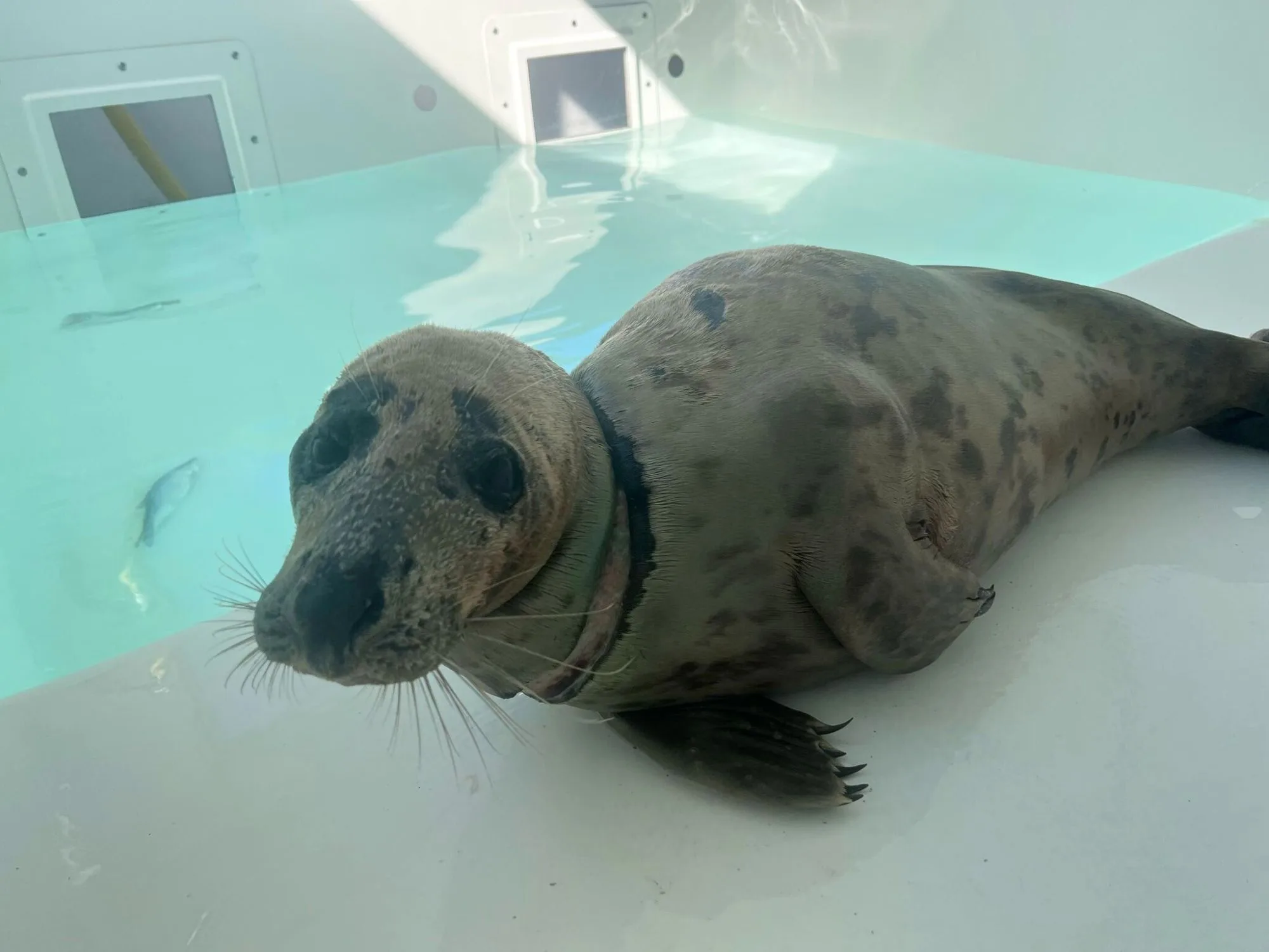 Verstrikte zeehond Tangle overlijdt na dagenlange zorg in Pieterburen