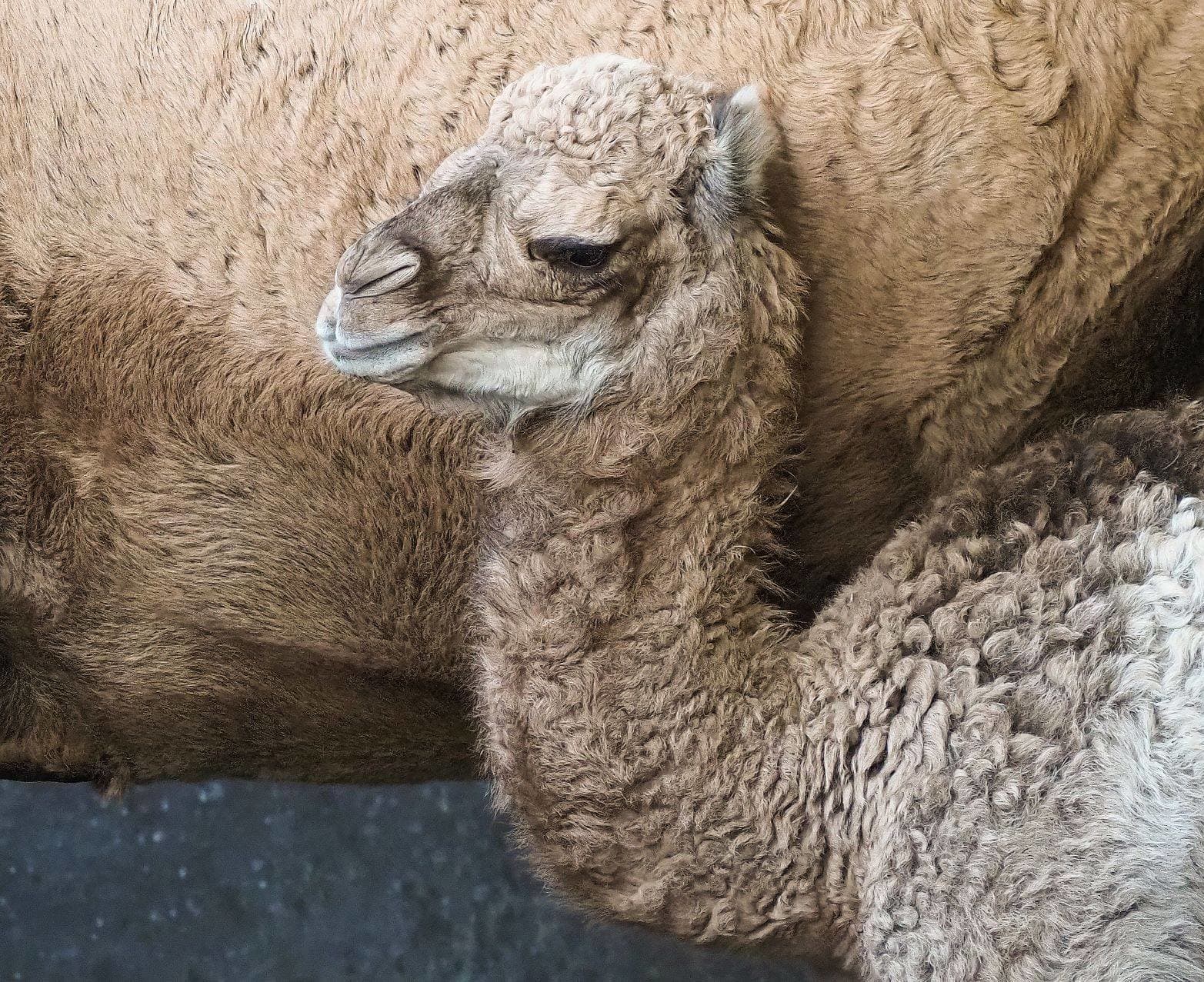 Opnieuw feest in Safaripark Beekse Bergen: dromedaris Maxime ziet levenslicht