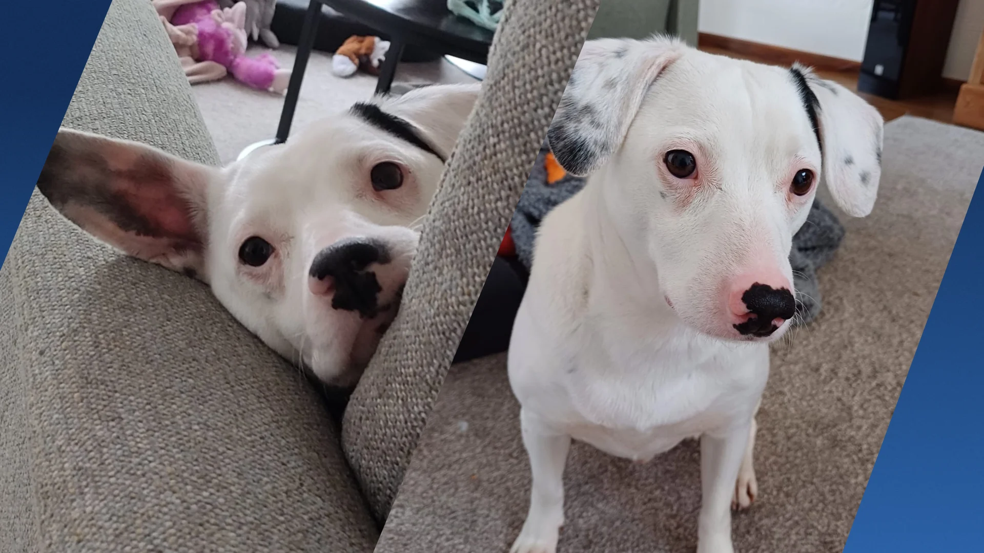 Eindelijk een thuis: hond Pimmetje na ruim 1000 dagen uit asiel