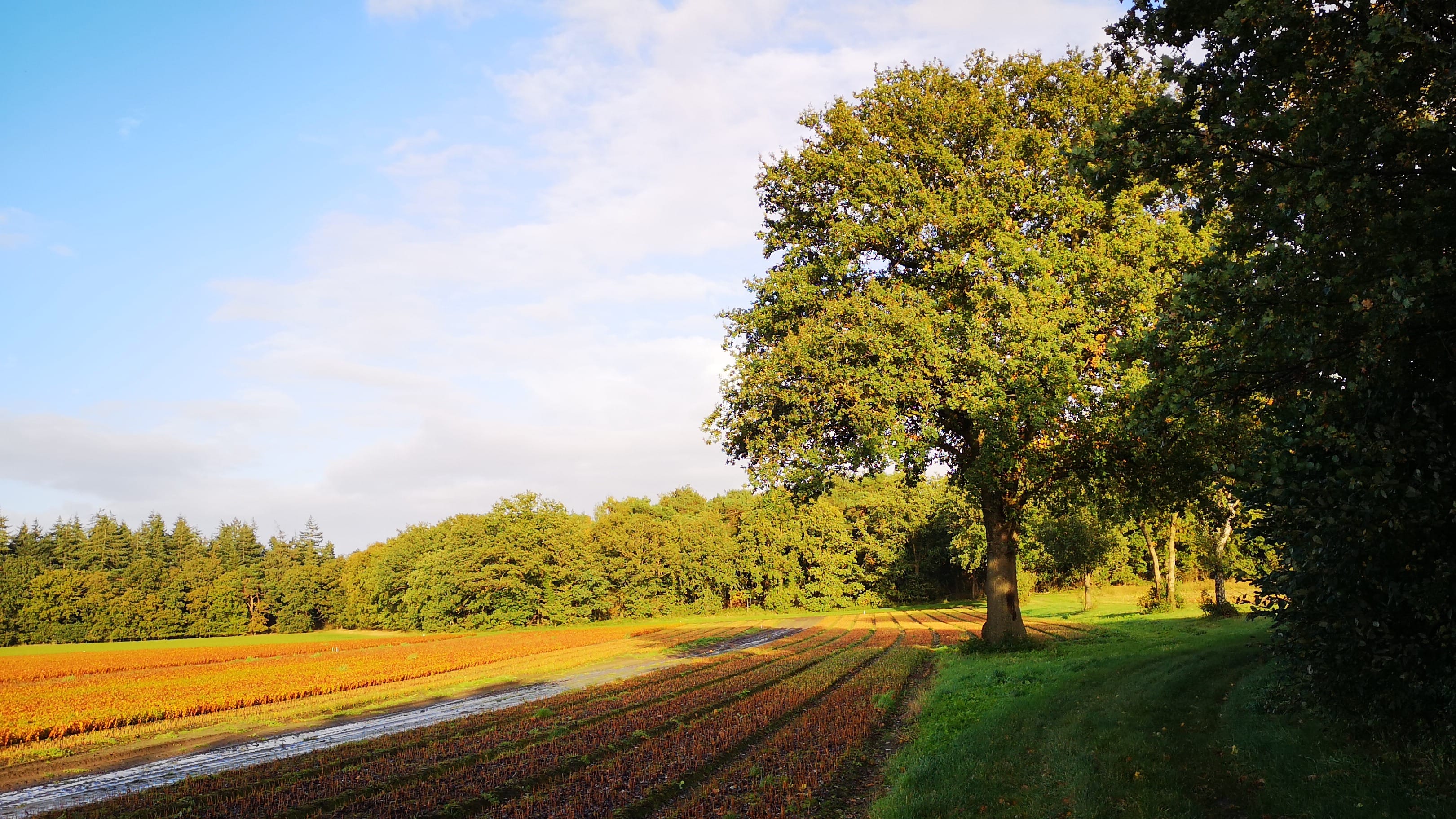 Onstuimig herfstweer maakt plaats voor zon en hogere temperaturen