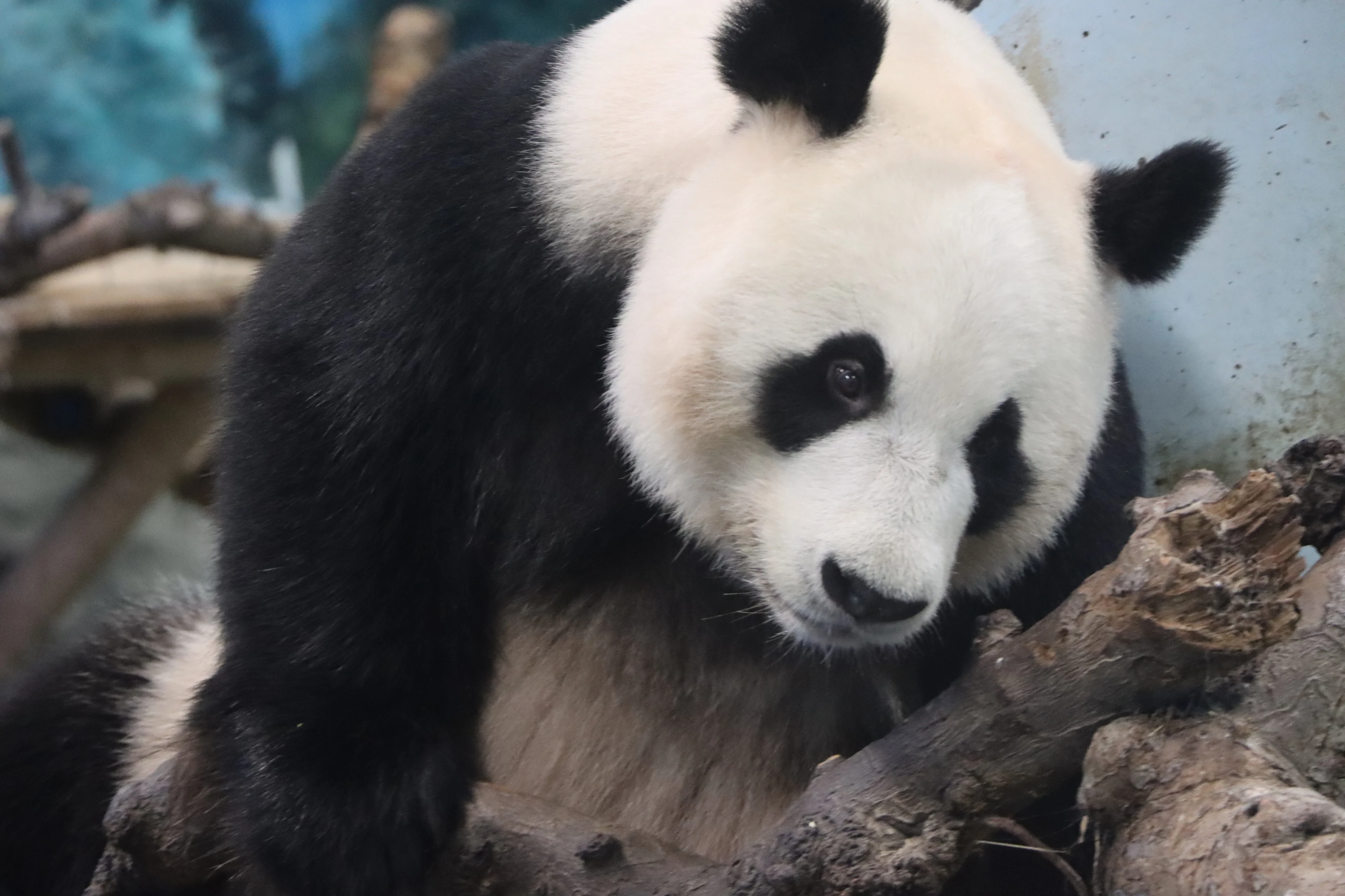 Foutje, bedankt! Panda Fan Xing blijkt na twee jaar geen jongen maar een meisje