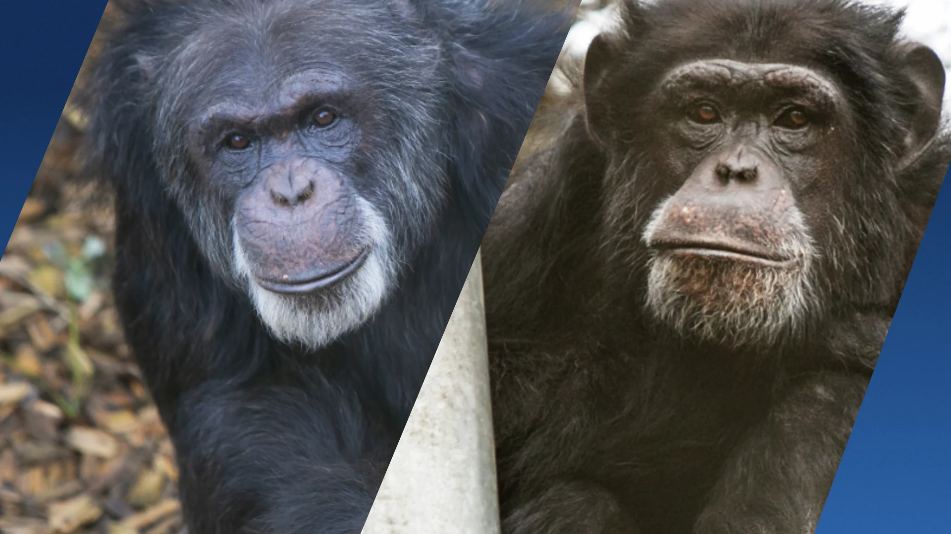 Bijzondere verhuizing voor apen Bongo en Klaus, ze gaan emigreren!