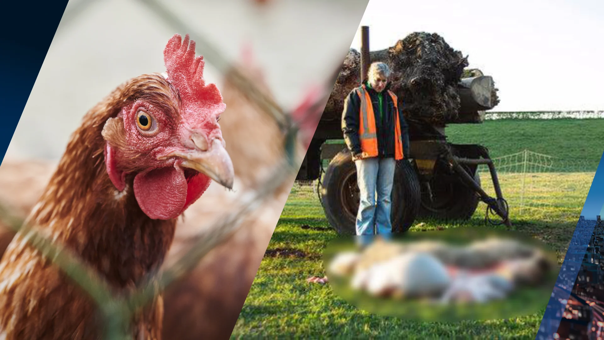 Schapen en kippen op professionele wijze geslacht, 2 aanhoudingen: 'Blijf met je tengels van dieren af'