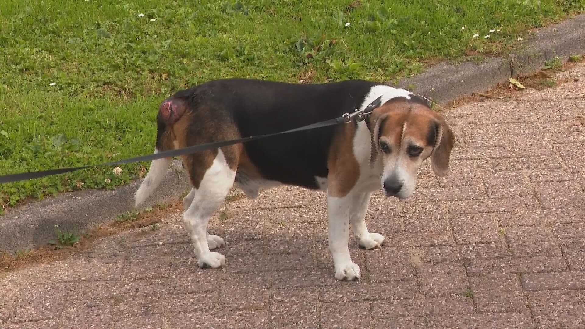 Dorp jaagt op bijtend reptiel na gewonde hond Sammie: 'Ineens hing dat beest aan zijn staart'