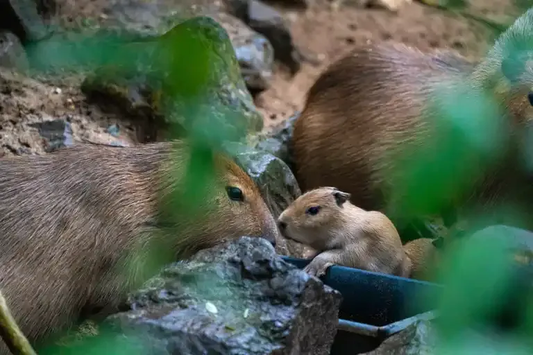 ZIEN: drieling capybara’s geboren in het tropische regenwoud van Burgers' Zoo