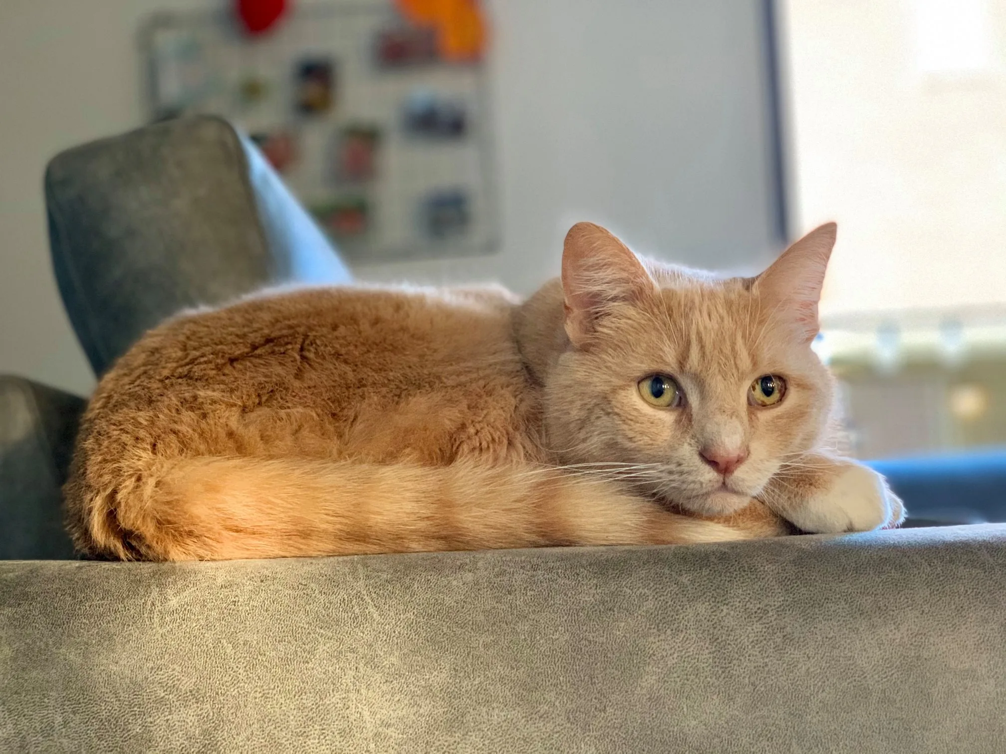 Zes jaar na vermissing is kat Amigo weer terug bij zijn baasje