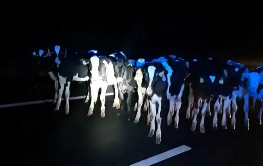 'Dames, jullie staan op de A28!': drukke nacht voor wijkagent