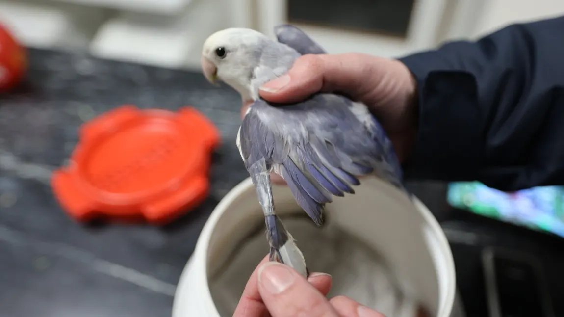 Spelende kinderen vinden vastgeplakte dwergpapegaai in bosjes