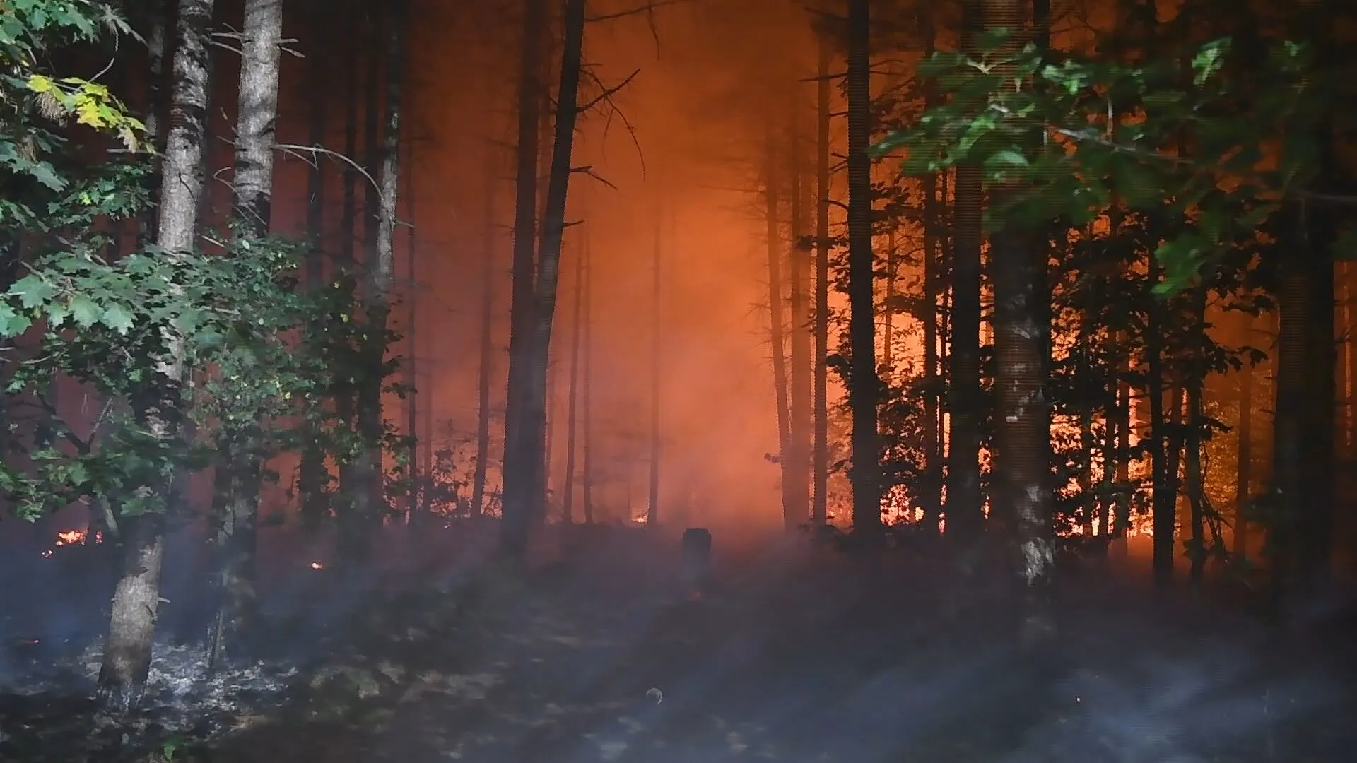 'Oranje gloed' in buitengebied Bergeijk blijkt nachtelijke bosbrand