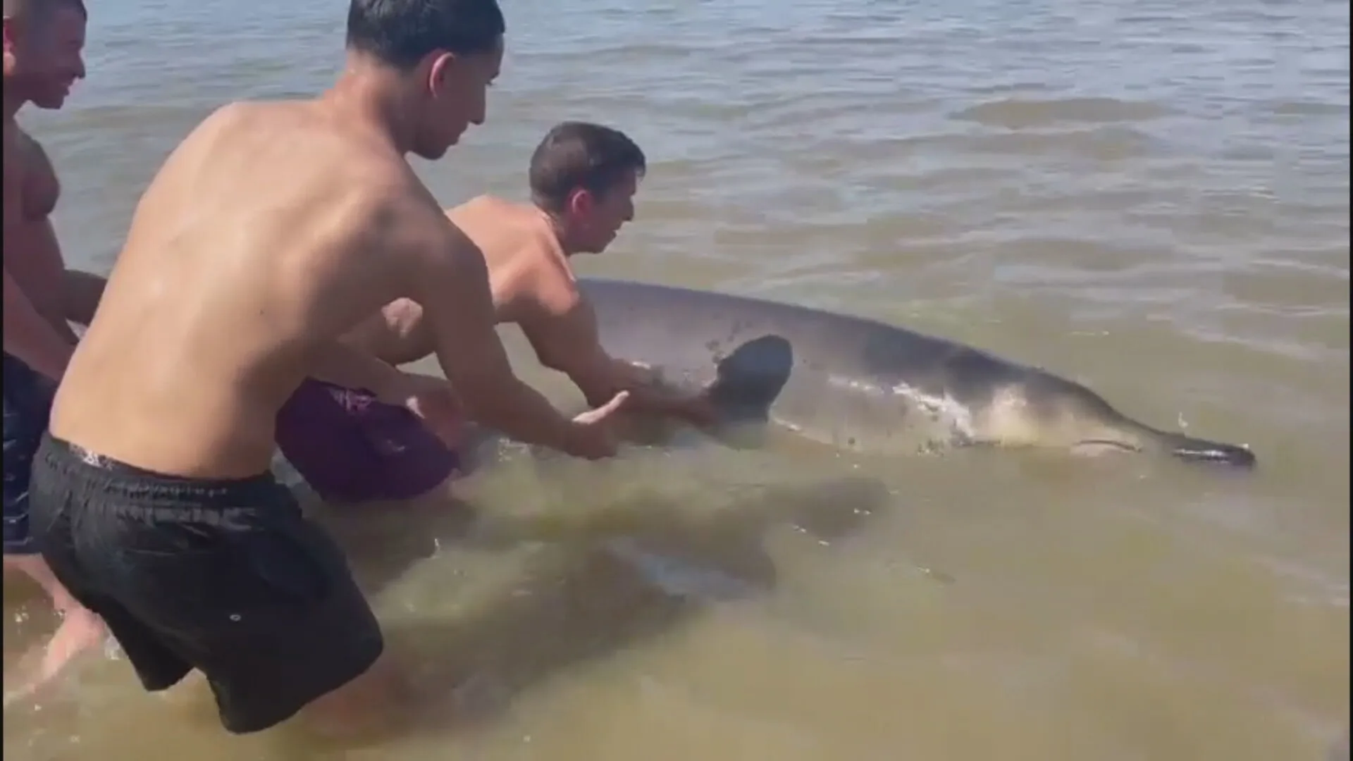 Badgasten in Zandvoort helpen spitssnuitdolfijn terug richting zee