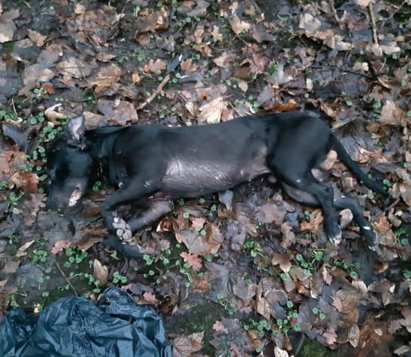 Dode hond met littekens en verwondingen aangetroffen in Amsterdams Vliegenbos