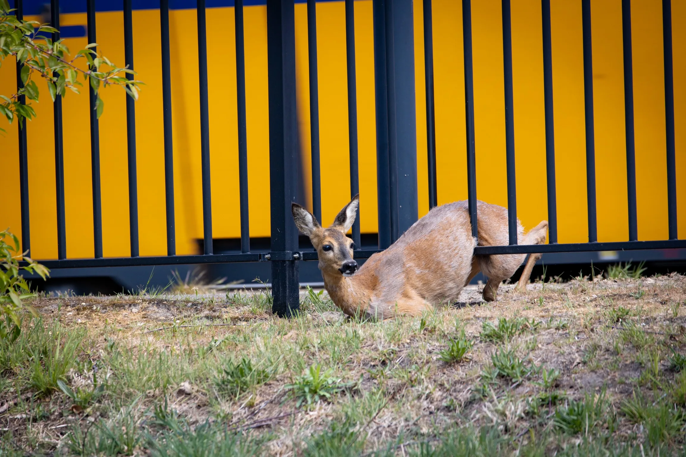 Brandweer bevrijdt ree uit hekwerk bij treinstation Thialf in Heerenveen