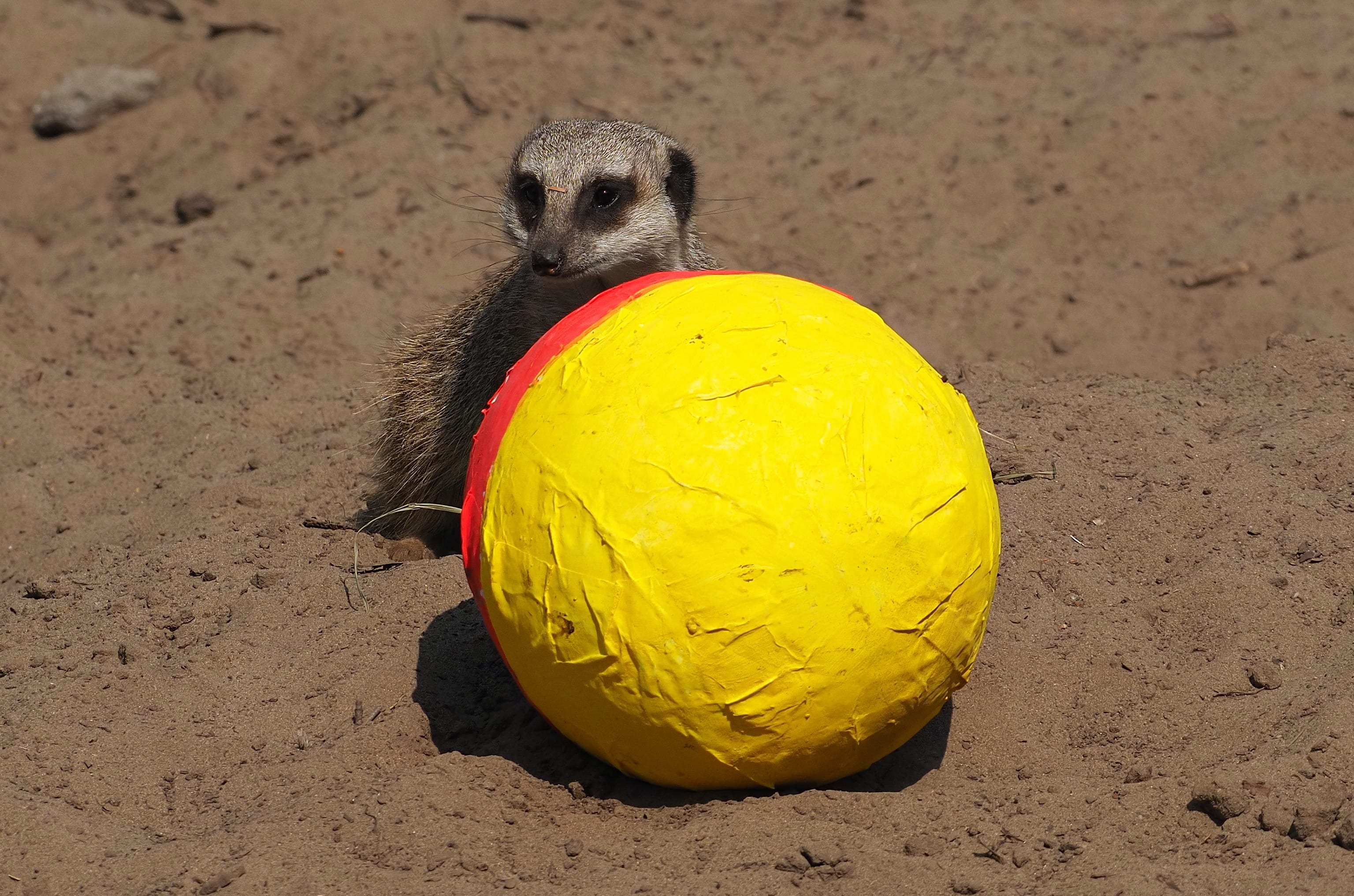 Dieren in Safaripark Beekse Bergen krijgen bijzondere paastraktatie
