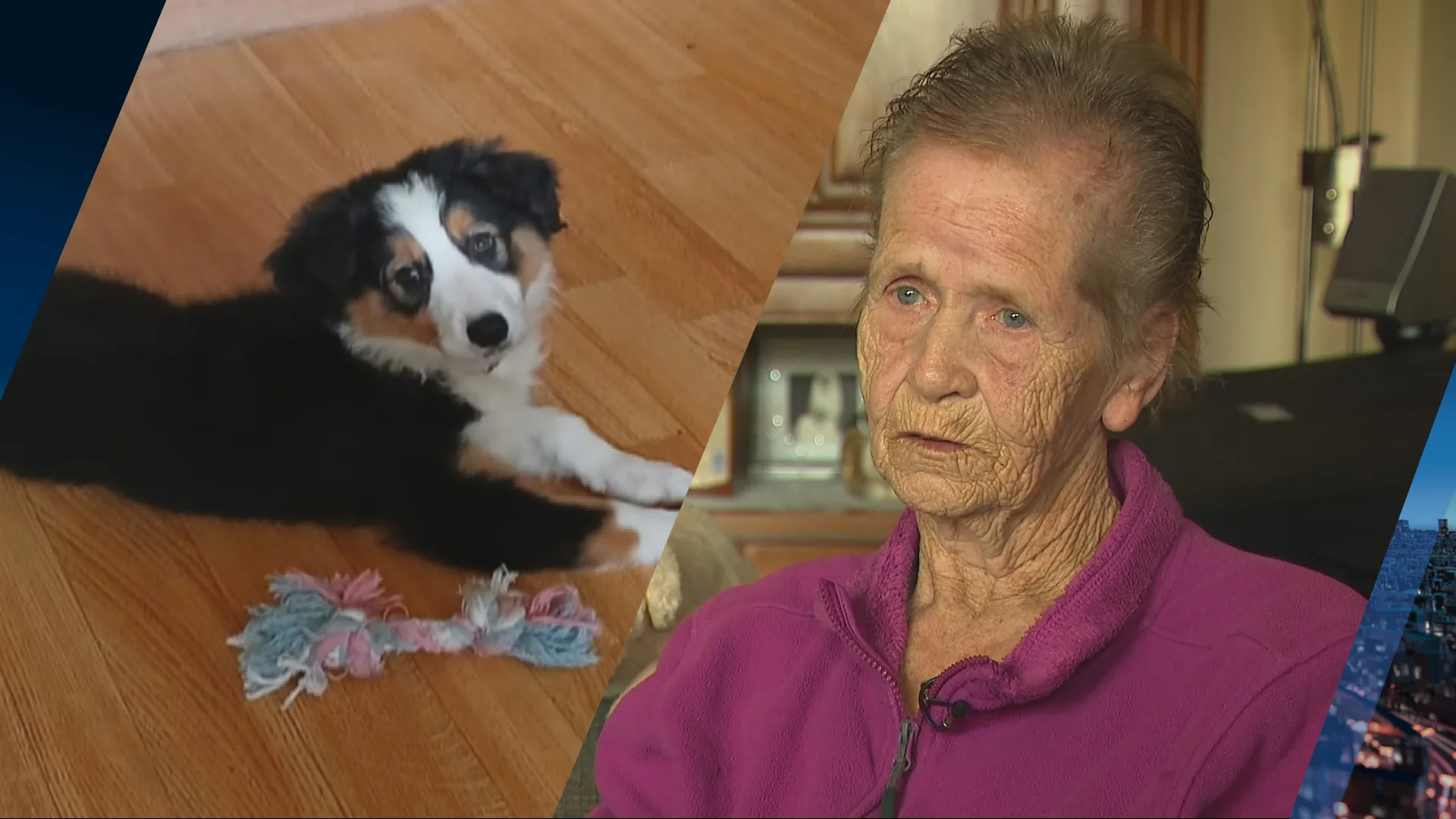 Hondje Lindsay is spoorloos: 'Na wandeling met buurvrouw kwam ze niet meer terug'