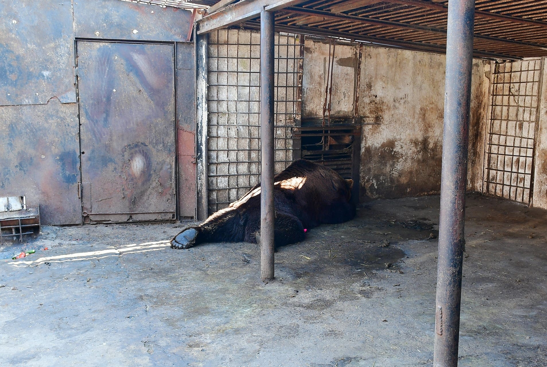 Zwaar verwaarloosde beren uit Oekraïne komen naar Nederland