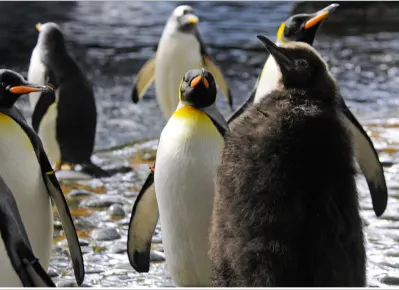 Wisseltruc zorgt voor 'babyboom' in pinguïnverblijf Diergaarde Blijdorp 