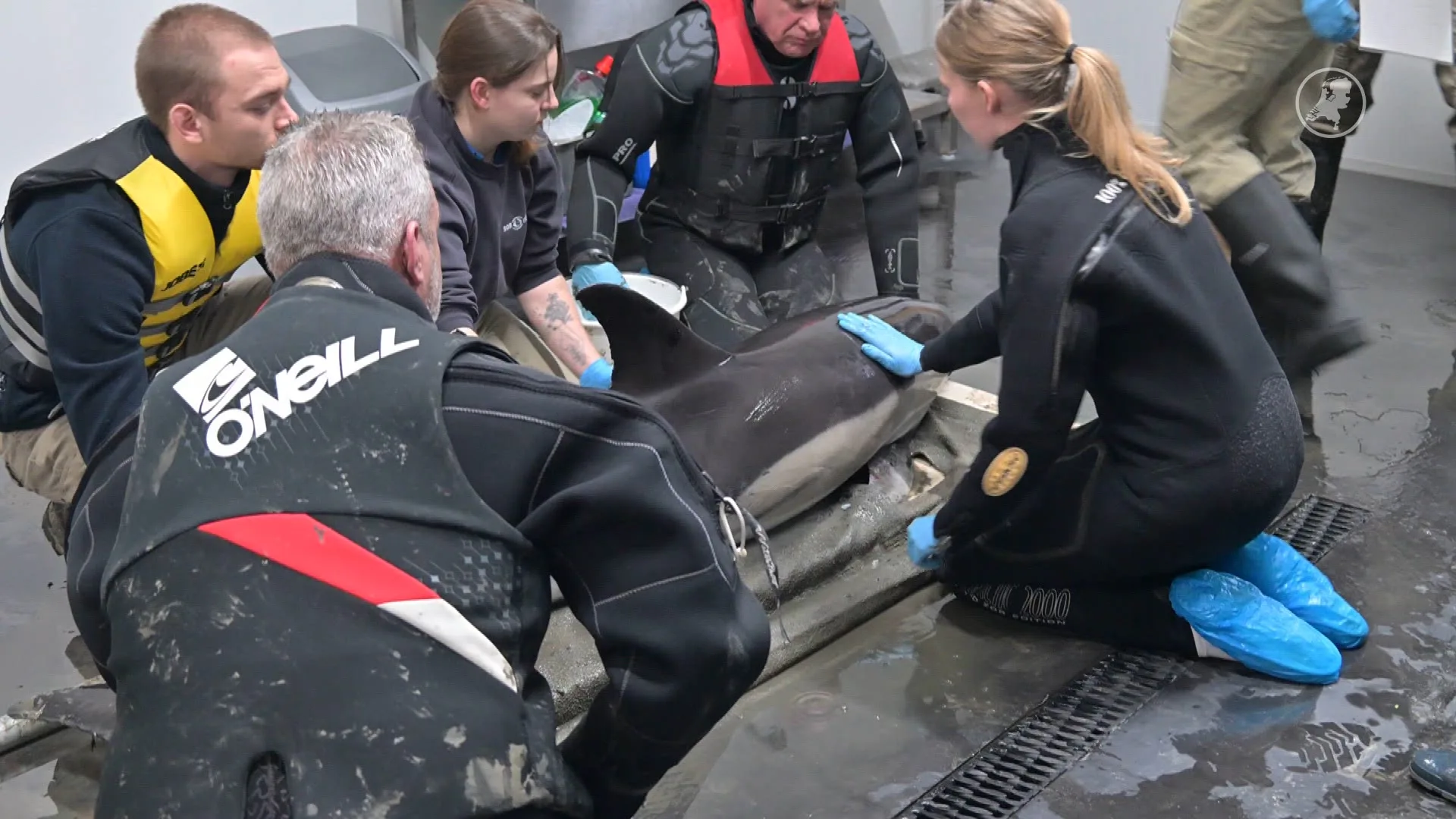 Dolfijn opgevangen door SOS Dolfijn