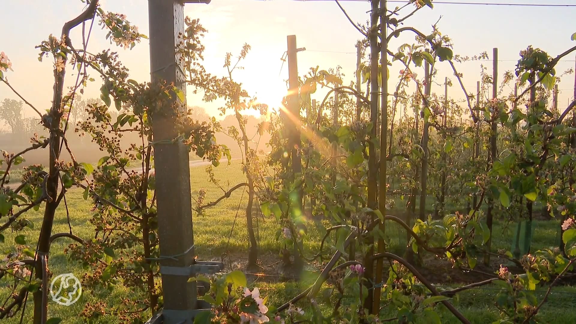 Eind april ineens nog nachtvorst, zo redden fruittelers hun oogst