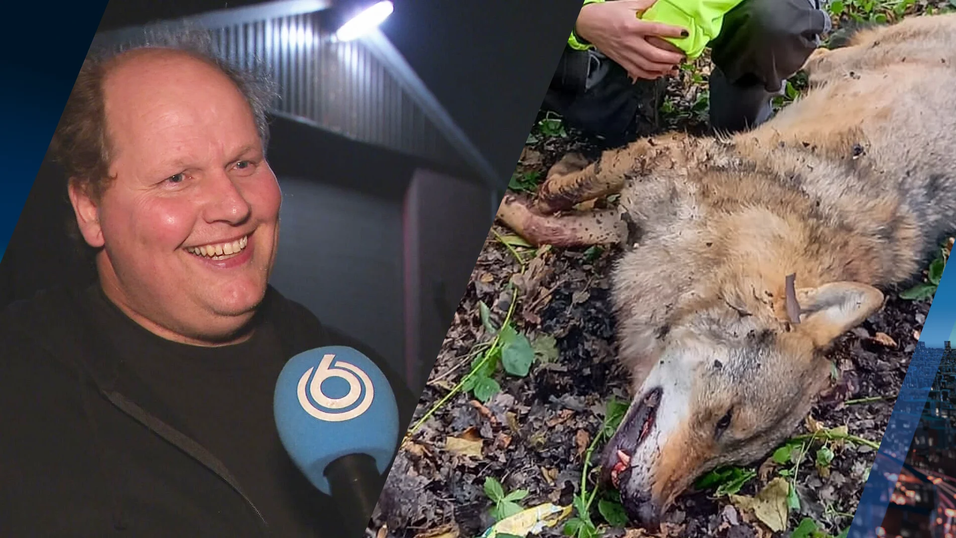 Boer Gert-Jan rouwt geen tel om afgeschoten wolf: 'Geweldig voor ons dat hij dood is'