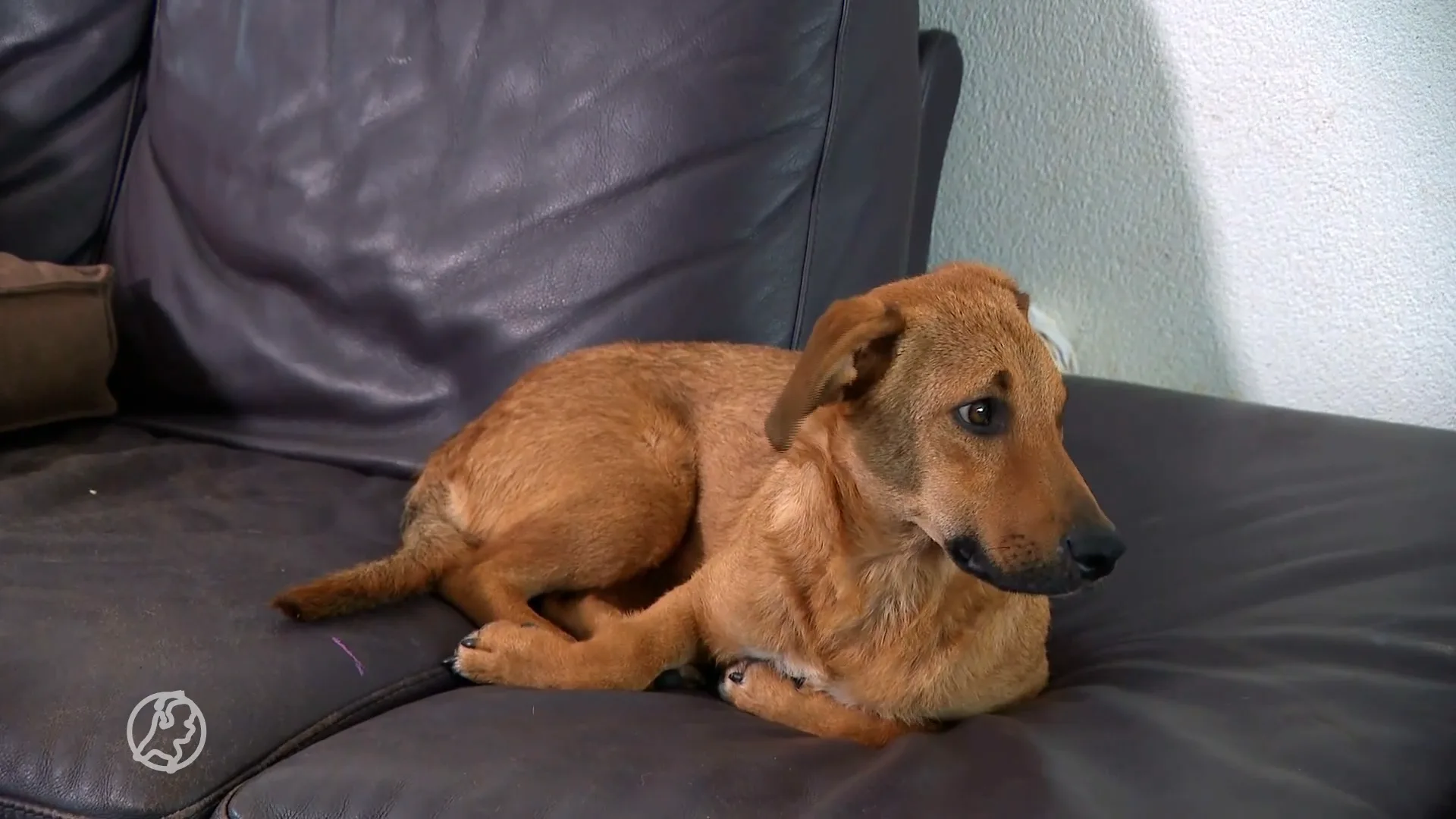 Klacht na klacht: zieke honden uit het buitenland in Nederlandse opvang geplaatst