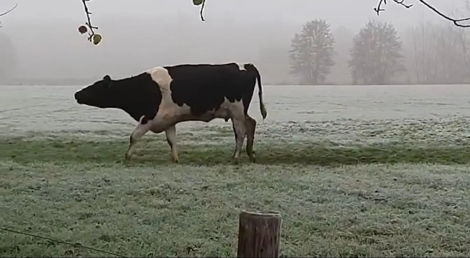 Dierenambulance redt verloren kalfje van bietenveld in Nijkerk