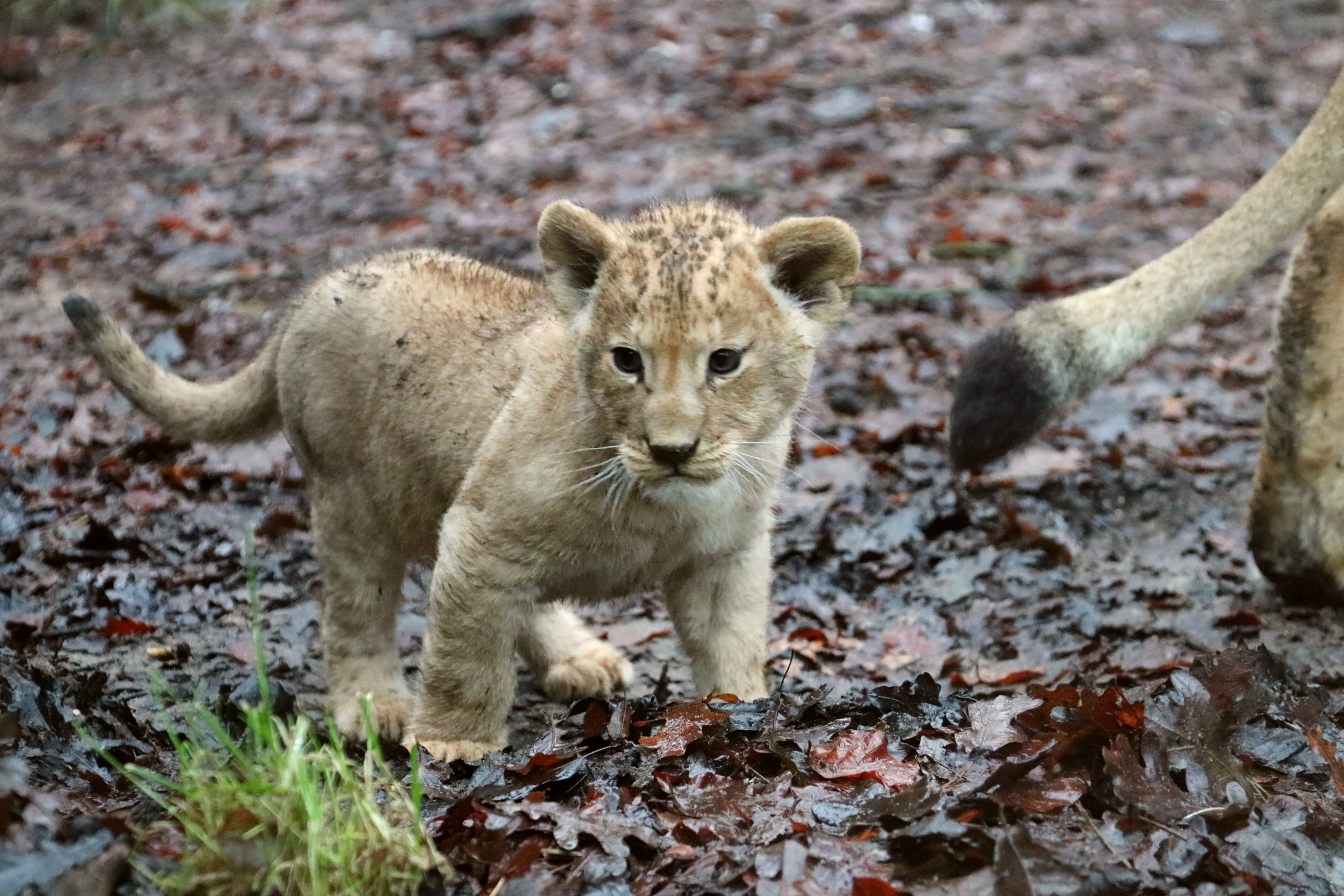 Grote dag voor leeuwenwelpjes DierenPark Amersfoort: eerste stapjes buiten én ontmoeting met papa