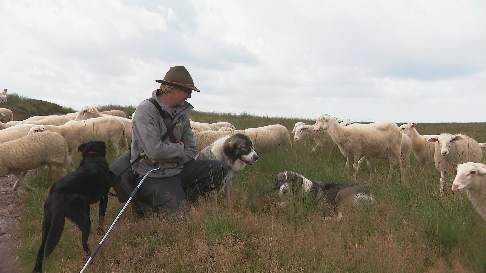 Buitenlandse waakhonden moeten onze schapen beschermen tegen wolven