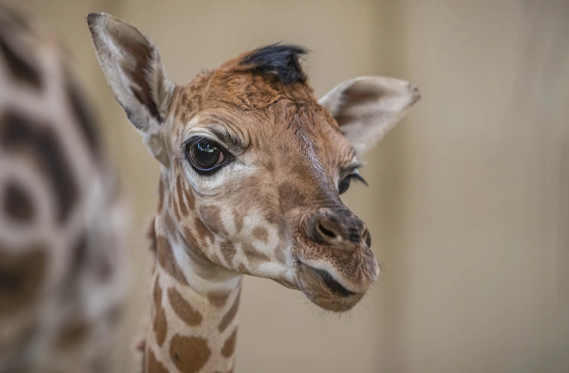 Voor het eerst in zeven jaar giraffe geboren in GaiaZOO