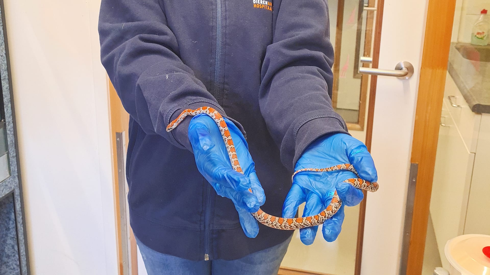 Vrouw schrikt zich een ongeluk: vreemd dier in huis blijkt ringslang