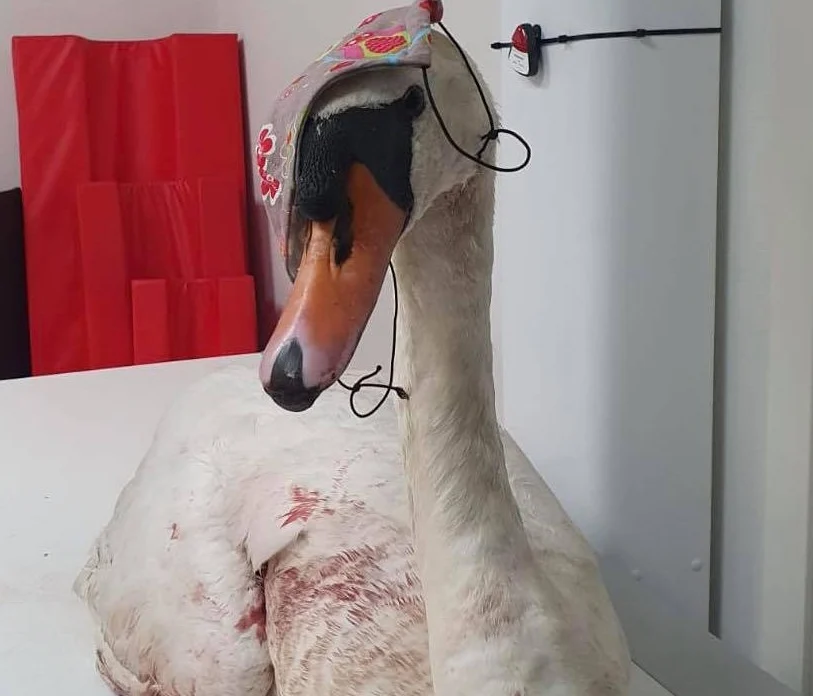 Woede in Midwoud om met luchtbuks neergeschoten zwaan