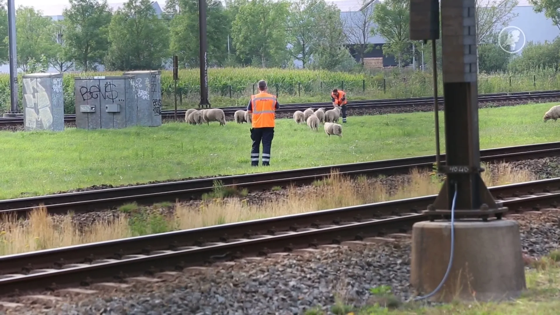 Kudde schapen zorgt voor vertraging op spoor tussen Eindhoven en Boxtel